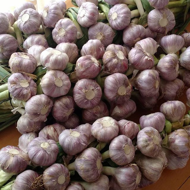 Česen – zdravilo za marsikatero bolezen